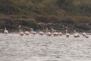 Birdwatching Boat Tour in the Tagus Estuary