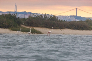 Birdwatching Boat Tour in the Tagus Estuary