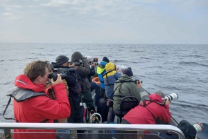 Birdwatching Boat Tour in the Tagus Estuary