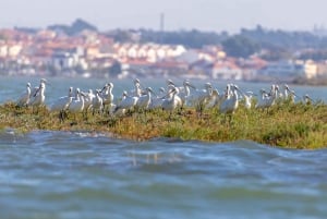 Birdwatching Boat Tour in the Tagus Estuary