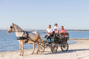 CARRIAGE Ride On The Beach (Rosário Beach)