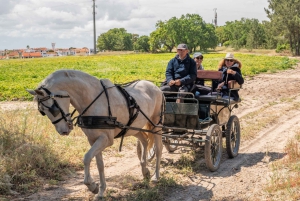 CARRIAGE Ride On The Beach (Rosário Beach)