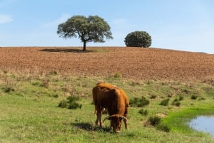 Lissabonista: ÉVORA + Capela dos Ossos + MONSARAZ + Alentejon viinit