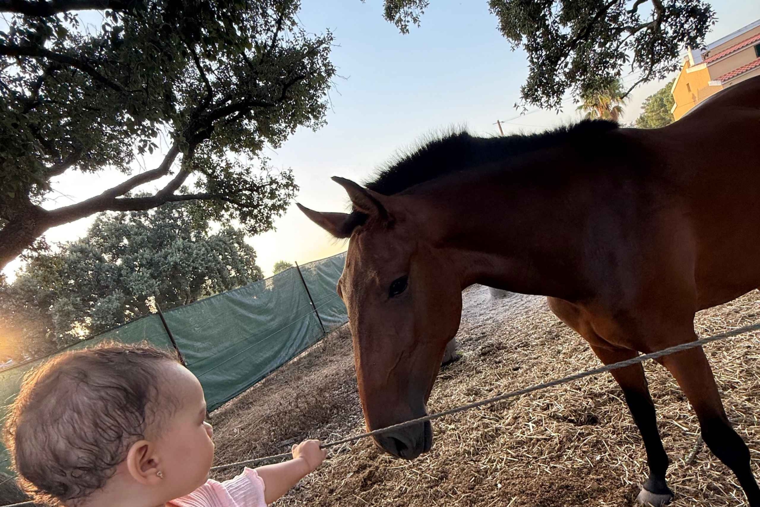 From Lisbon: Amazing Guided Horseback Ride