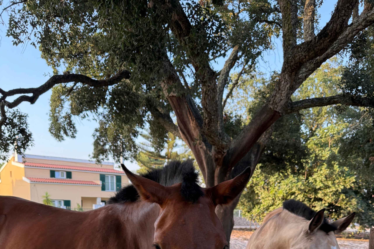 From Lisbon: Amazing Guided Horseback Ride