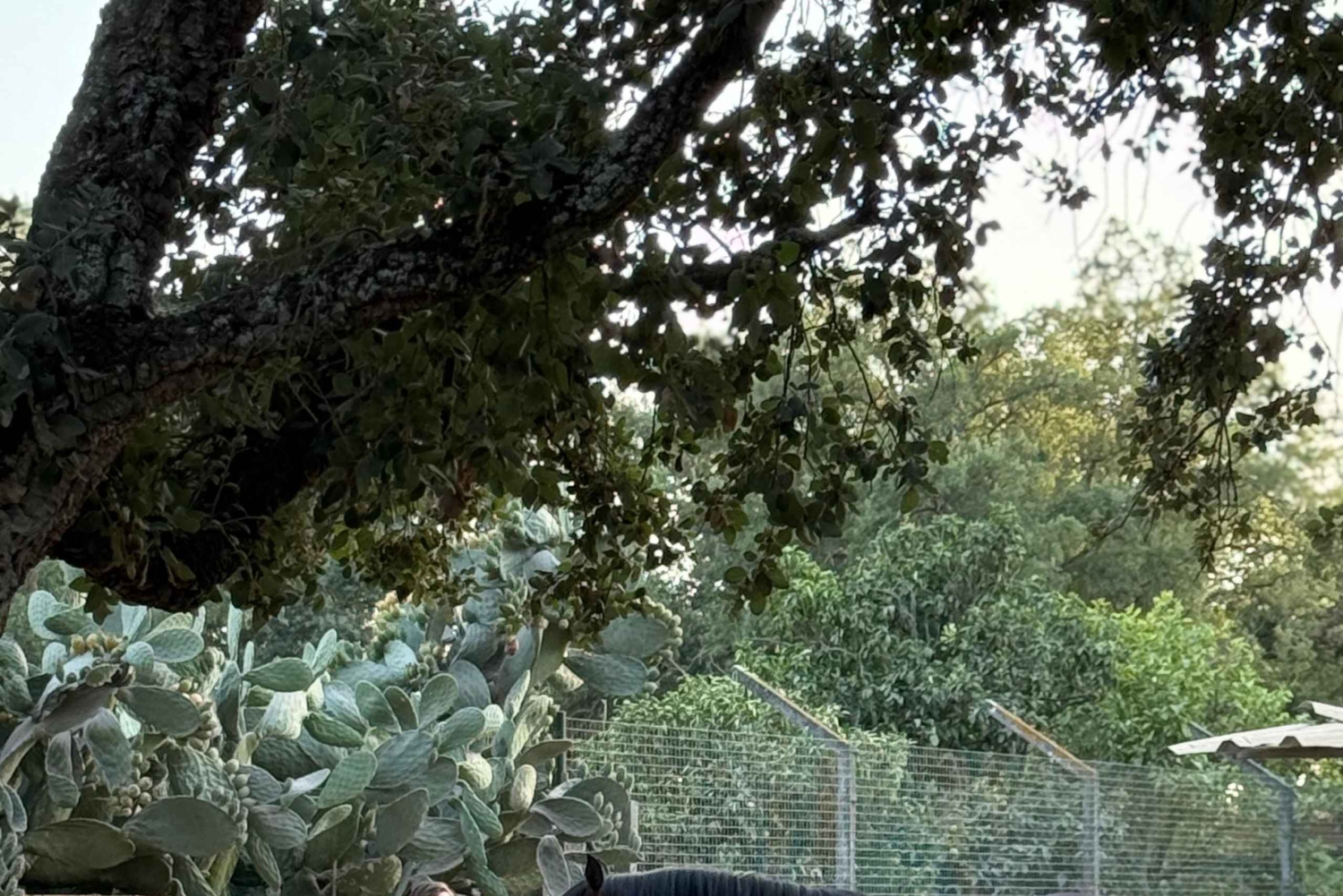 From Lisbon: Amazing Guided Horseback Ride