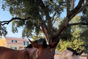 From Lisbon: Amazing Guided Horseback Ride