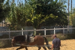 From Lisbon: Amazing Guided Horseback Ride