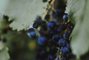 Desde Lisboa: aventura en jeep, cata de vino, tapas y recogida