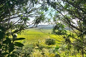 Weinkeller, Verkostungen und 4WD-Weinberge: Halbtagesausflug von Lissabon