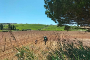 Weinkeller, Verkostungen und 4WD-Weinberge: Halbtagesausflug von Lissabon