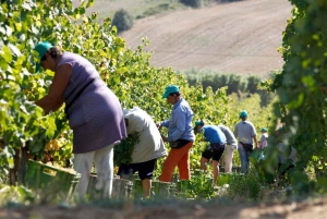 Weinkeller, Verkostungen und 4WD-Weinberge: Halbtagesausflug von Lissabon