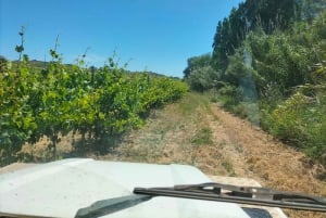 Weinkeller, Verkostungen und 4WD-Weinberge: Halbtagesausflug von Lissabon