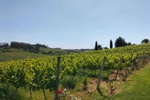 Weinkeller, Verkostungen und 4WD-Weinberge: Halbtagesausflug von Lissabon