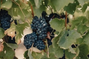 Weinkeller, Verkostungen und 4WD-Weinberge: Halbtagesausflug von Lissabon