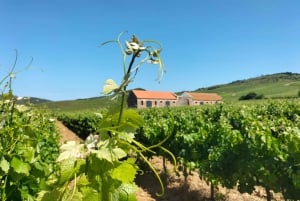 Weinkeller, Verkostungen und 4WD-Weinberge: Halbtagesausflug von Lissabon