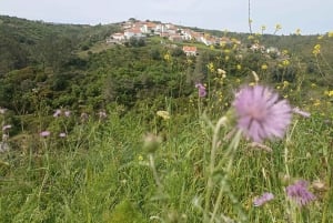 A partir de Sintra, Mafra ou Ericeira: Caminhada e Wine Tour