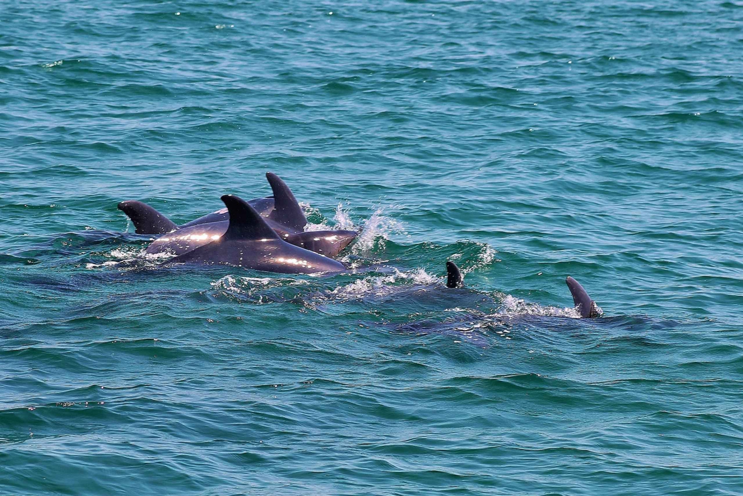 Tour con avvistamento dei delfini da Lisbona