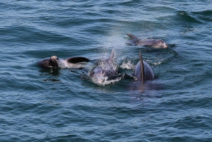 Full-Day Dolphin Watching Tour from Lisbon