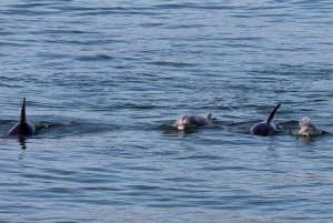 Full-Day Dolphin Watching Tour from Lisbon