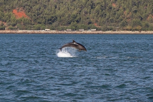 Full-Day Dolphin Watching Tour from Lisbon