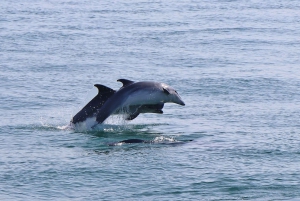 Full-Day Dolphin Watching Tour from Lisbon