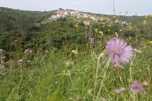 From Sintra, Mafra, or Ericeira: Hike and Wine Tour