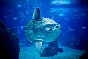Lisboa: ônibus hop-on hop-off e barco com ingresso para o Oceanário