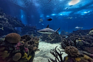 Lisboa: ônibus hop-on hop-off e barco com ingresso para o Oceanário