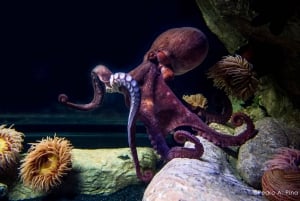 Lisboa: ônibus hop-on hop-off e barco com ingresso para o Oceanário