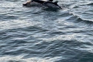 Lisboa:Passeio à vela ao pôr do sol no rio Tejo com welcome drink