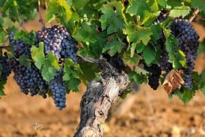 Lissabon: 2 bruggen, Arrabida, wijngaarden en dagtrip naar Setubal