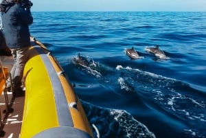 Lisboa: Båttur med delfinsafari i Arrábida naturpark