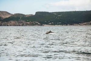 Lisboa: Båttur med delfinsafari i Arrábida naturpark