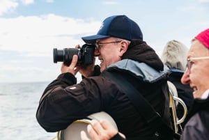 Lisboa: Båttur med delfinsafari i Arrábida naturpark