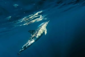 Lisboa: Båttur med delfinsafari i Arrábida naturpark