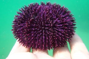 Lizbona: Arrábida Snorkeling Adventure