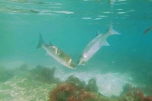 Lizbona: Arrábida Snorkeling Adventure