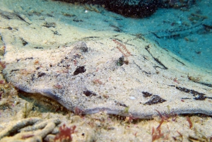 Lisbon: Become a Scuba Diver in 3-Days