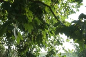 Приключение на багги в Лиссабоне: скрытые тропы, скалы и побережье