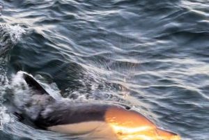 Lisbona: Tour di un giorno e di un tramonto sul fiume Tago