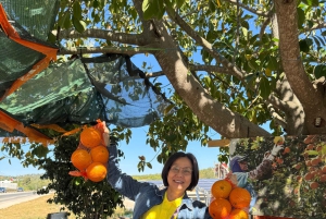 Lisbon: Day trip Algarve, Benagil cave, Carvoeiro,Portimao