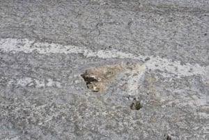 Lissabon: Dinosaurusten jalanjäljet, luolat ja Óbidos-kierros