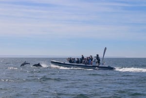 Lissabon: rondvaart om dolfijnen te spotten met welkomstkoffie