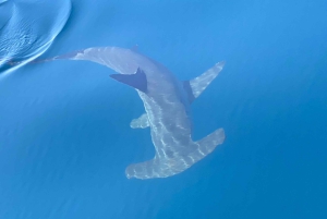 Lissabon: rondvaart om dolfijnen te spotten met welkomstkoffie