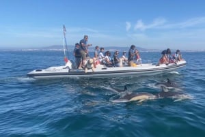 Lissabon: rondvaart om dolfijnen te spotten met welkomstkoffie