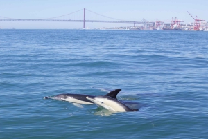 Lissabon: rondvaart om dolfijnen te spotten met welkomstkoffie