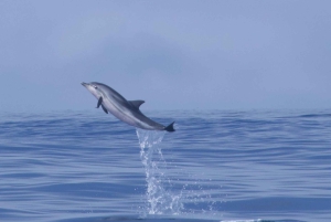 Lissabon: rondvaart om dolfijnen te spotten met welkomstkoffie