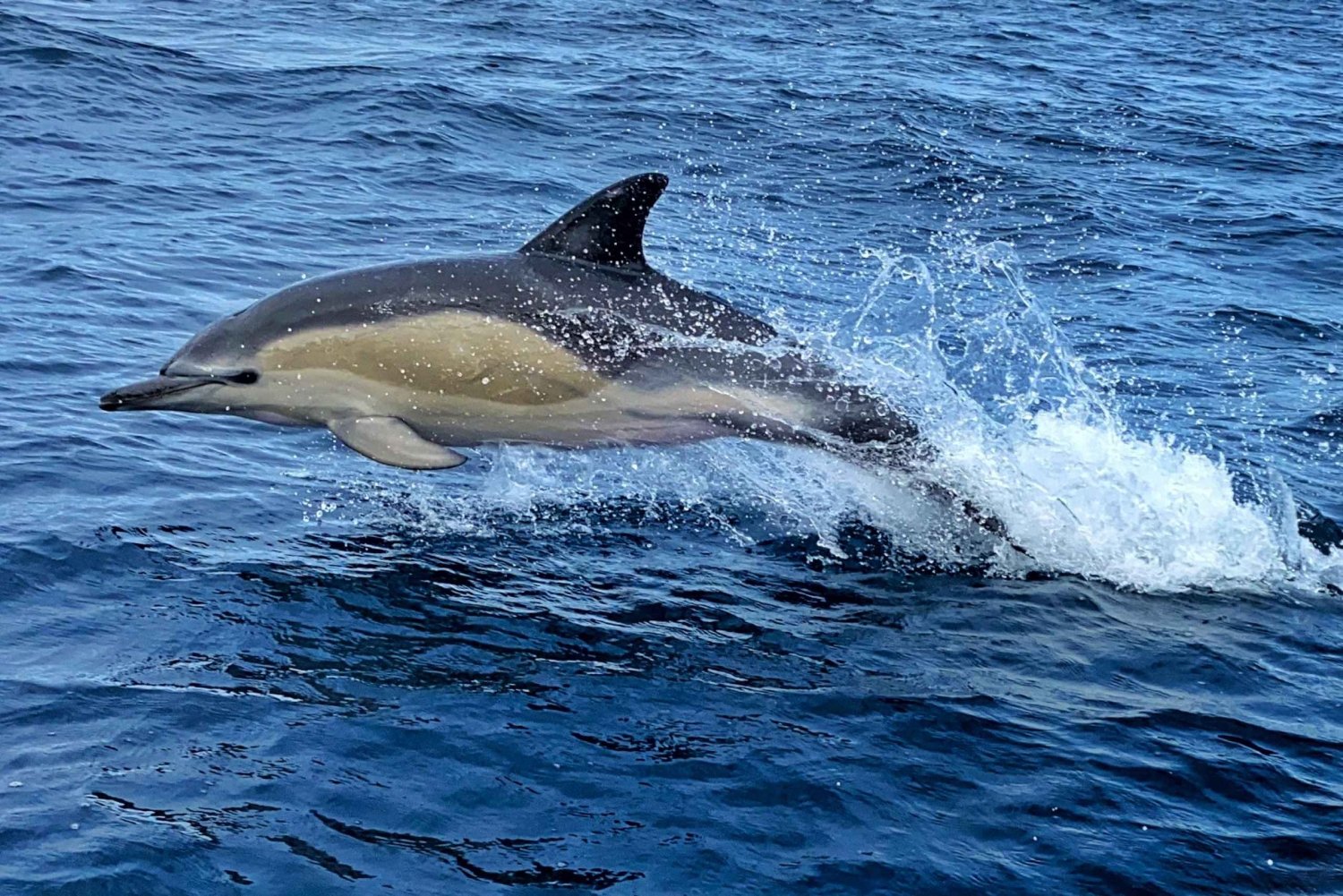 Lisbon: Dolphin Watching Boat Tour