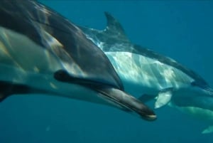 Lisbon: Dolphin Watching with Marine Biologist